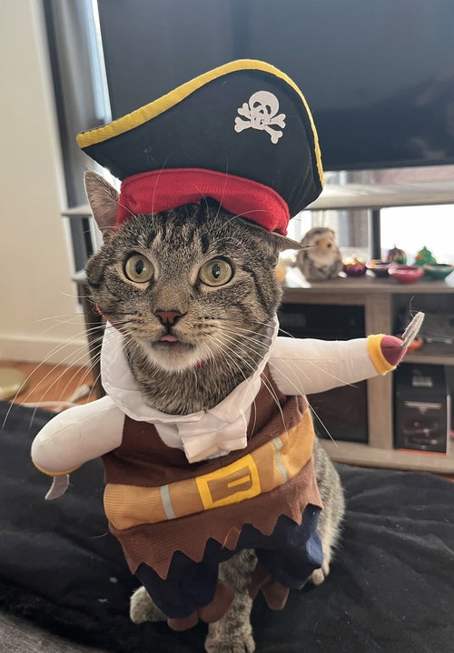 MR FORK - Domestic Short Hair available for adoption