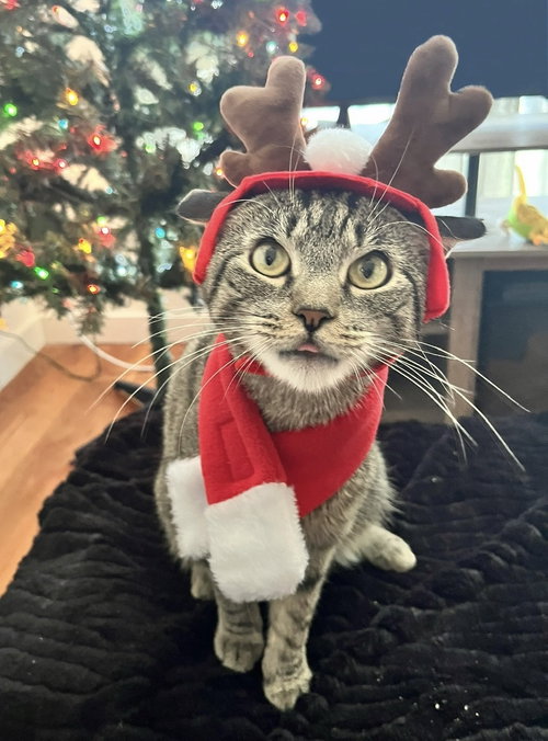 MR FORK - Domestic Short Hair available for adoption