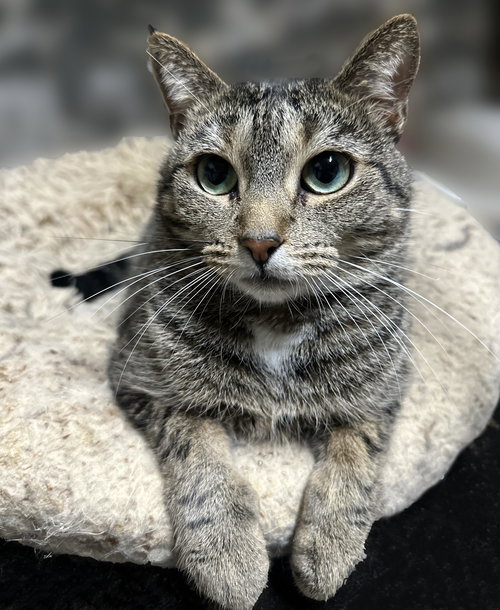 AVERY - Domestic Short Hair available for adoption