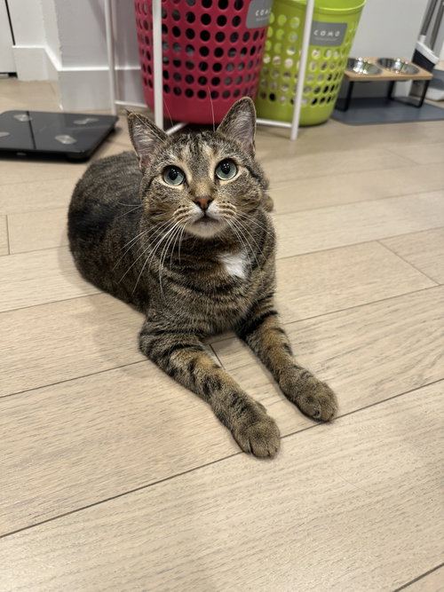 Avery, Domestic Short Hair (short coat)