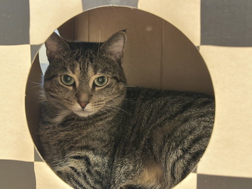 Avery, Domestic Short Hair (short coat)