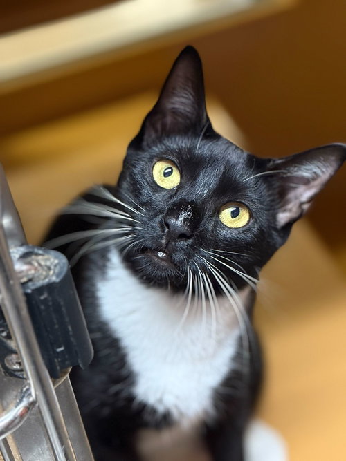 FLEURY AND LITTLE OWL - Domestic Short Hair available for adoption