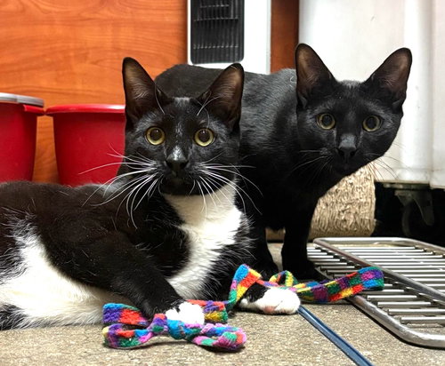 FLEURY AND LITTLE OWL - Domestic Short Hair available for adoption