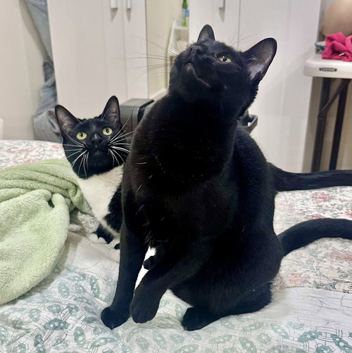 Fleury and Little Owl, Baby Domestic Short Hair (short coat), cat for adoption in Clifton, New Jersey