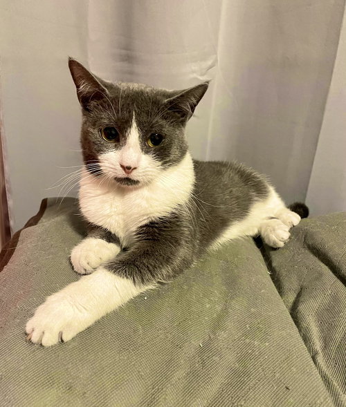 PONG - Russian Blue available for adoption