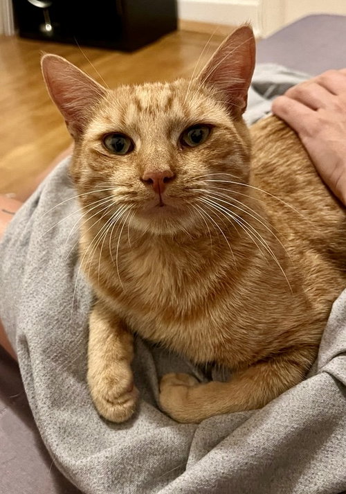 FITZGERALD - Domestic Short Hair available for adoption