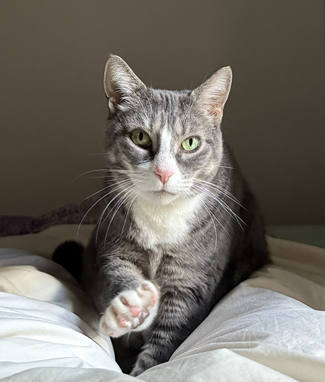 Carolanne Image