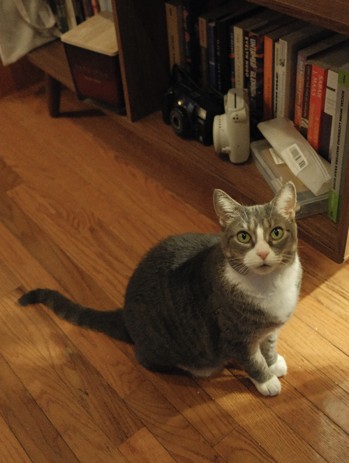 CAROLANNE - Domestic Short Hair available for adoption