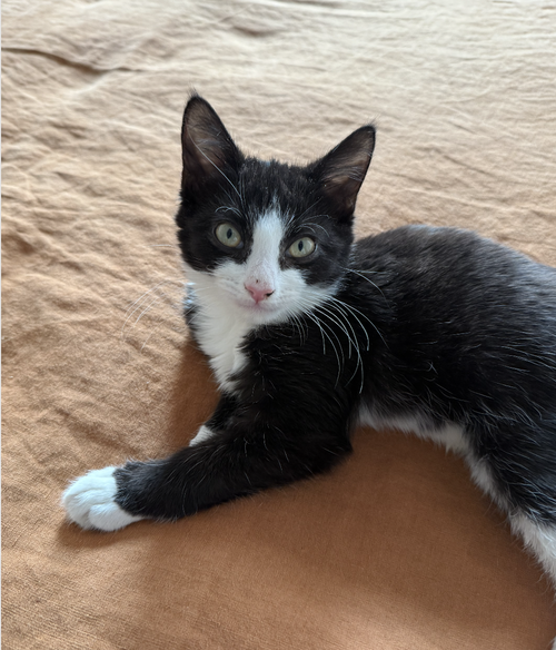 STREWTH - Domestic Short Hair available for adoption