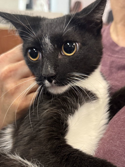 LUPIN - Domestic Short Hair available for adoption