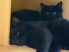 Annabelle and Tickety-Boo - Photo 5