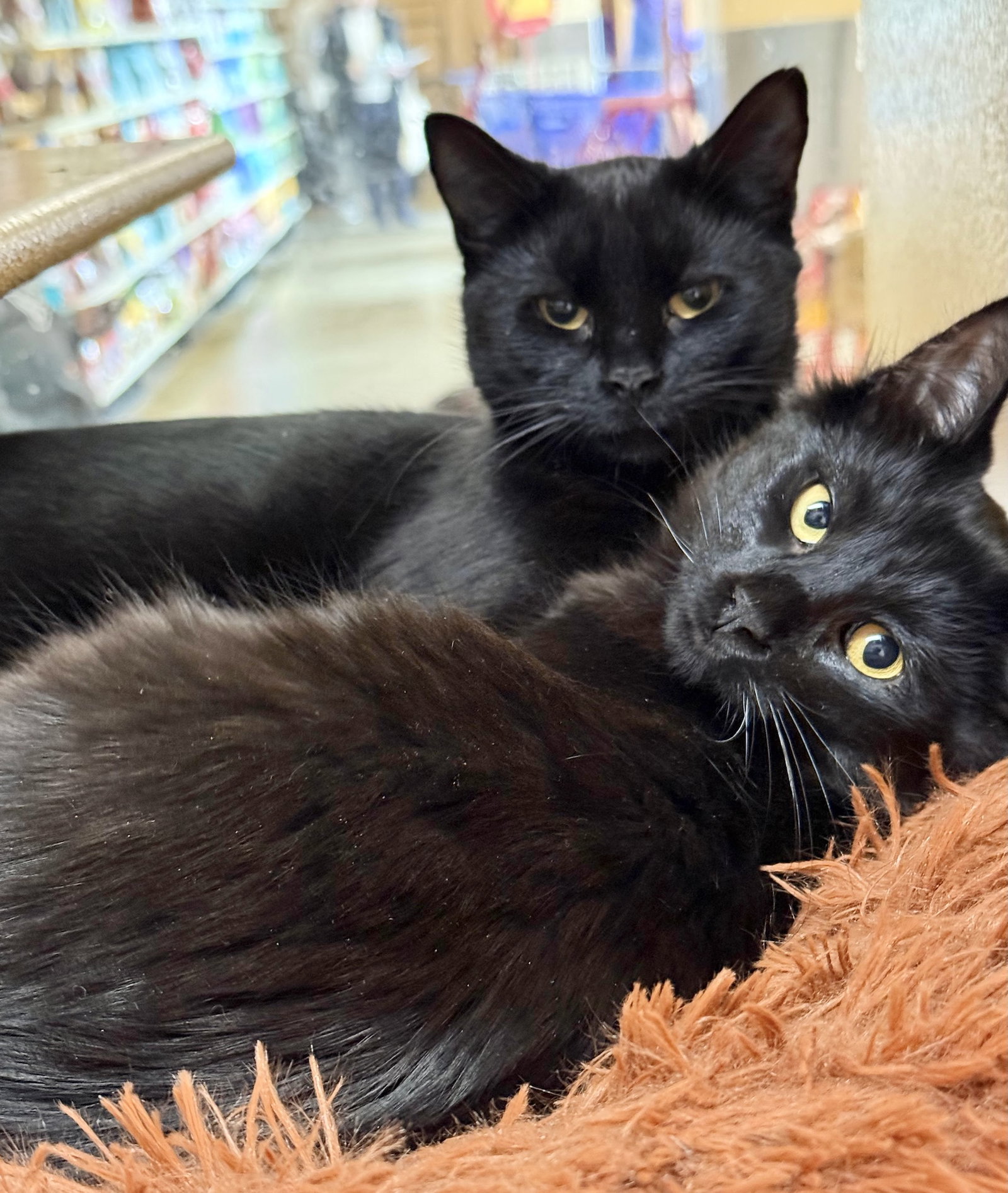 Annabelle and Tickety-Boo Image