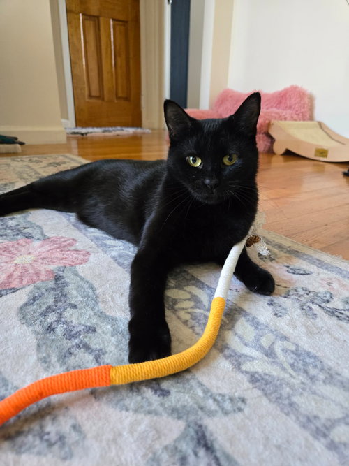 ANNABELLE AND TICKETY-BOO - Bombay available for adoption
