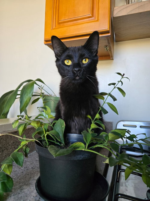 ANNABELLE AND TICKETY-BOO - Bombay available for adoption