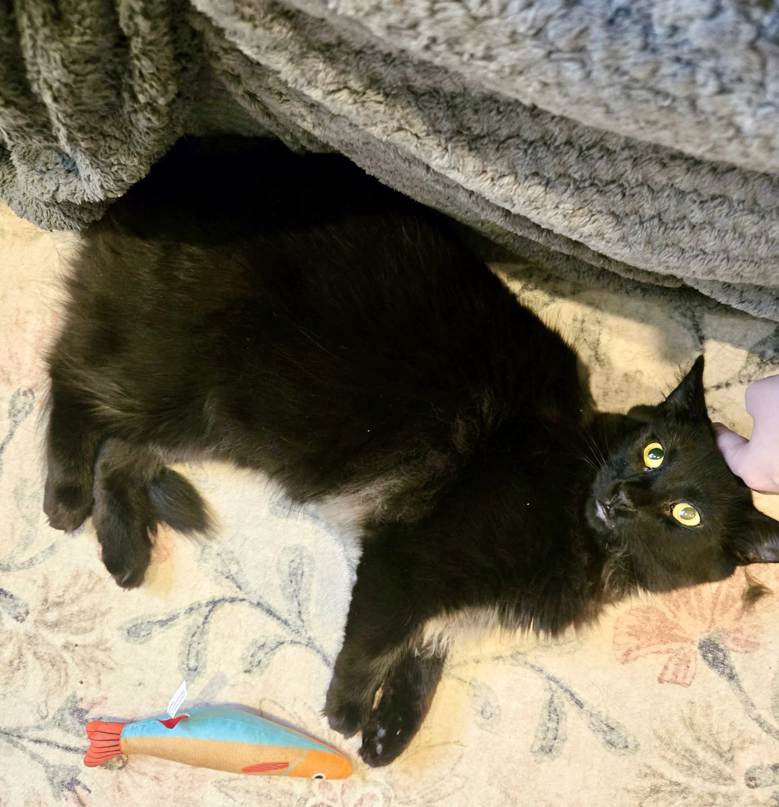 Annabelle and Tickety-Boo, cat
