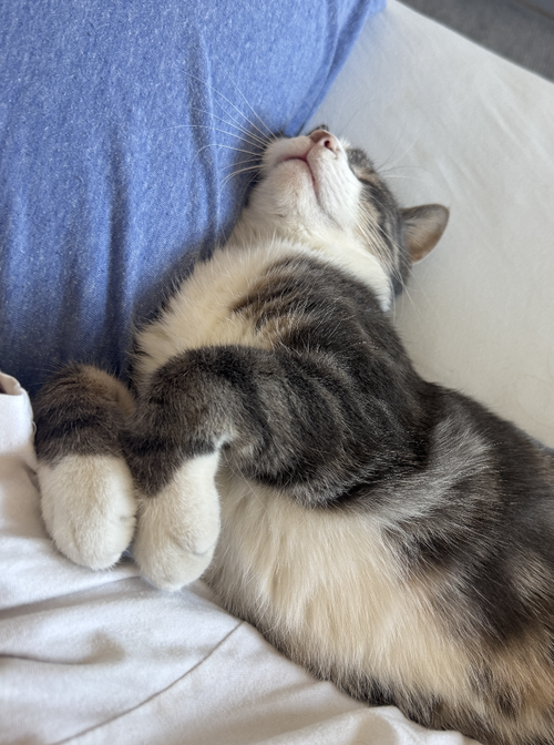 LIUCCIO - Domestic Short Hair available for adoption