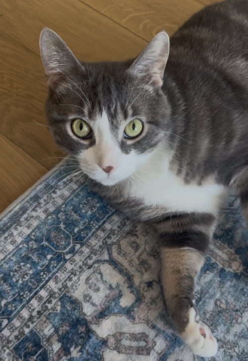 LIUCCIO - Domestic Short Hair available for adoption