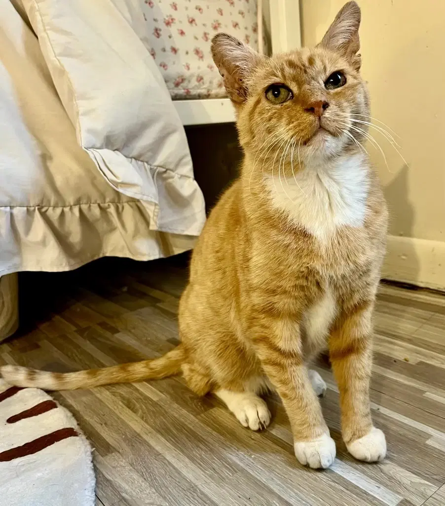 Ashford image 3