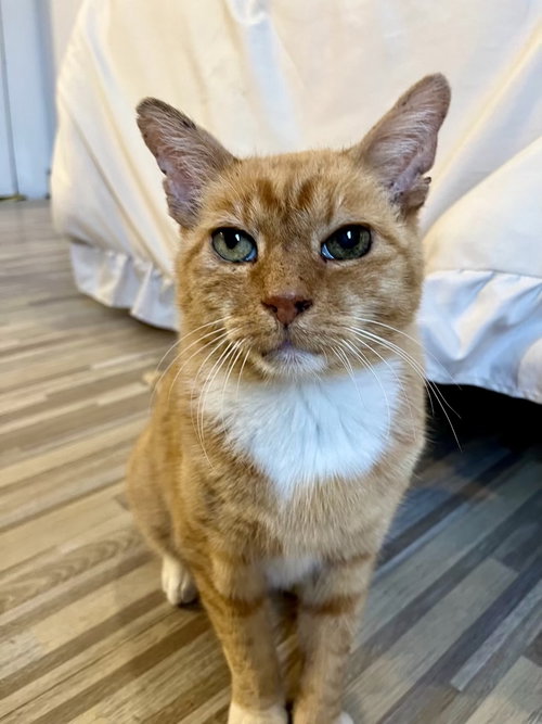 Ashford, Adult Domestic Short Hair (short coat), cat for adoption in Clifton, New Jersey