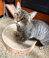 Figgy - Photo 3