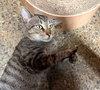 Figgy - Photo 5