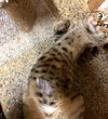 Figgy - Photo 6