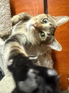 Figgy - Photo 2