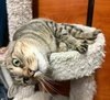 Figgy - Photo 4
