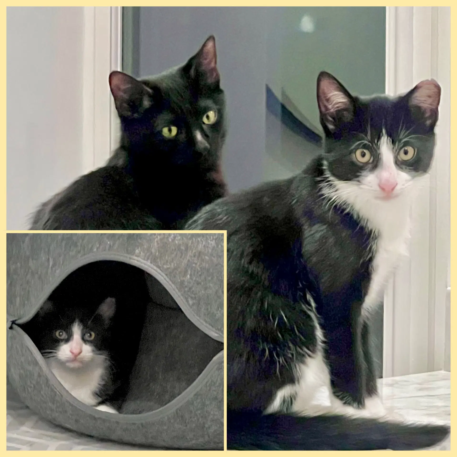 Nova And Orion - Domestic Short Hair