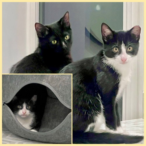 NOVA AND ORION - Domestic Short Hair available for adoption
