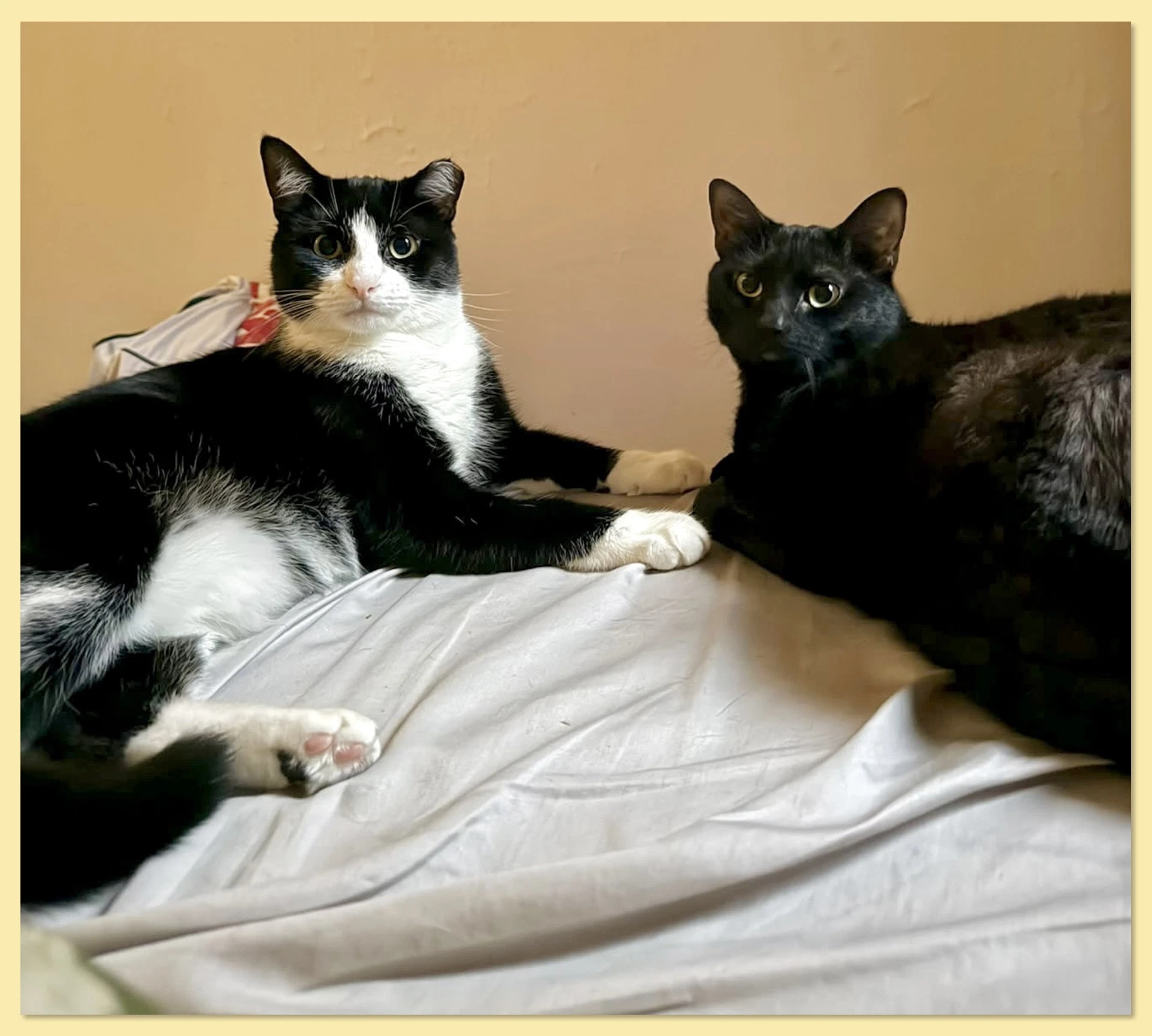 Nova And Orion