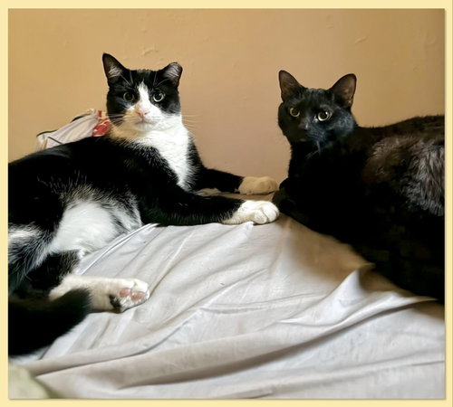 Nova and Orion, a cat for adoption from Brooklyn Animal Action