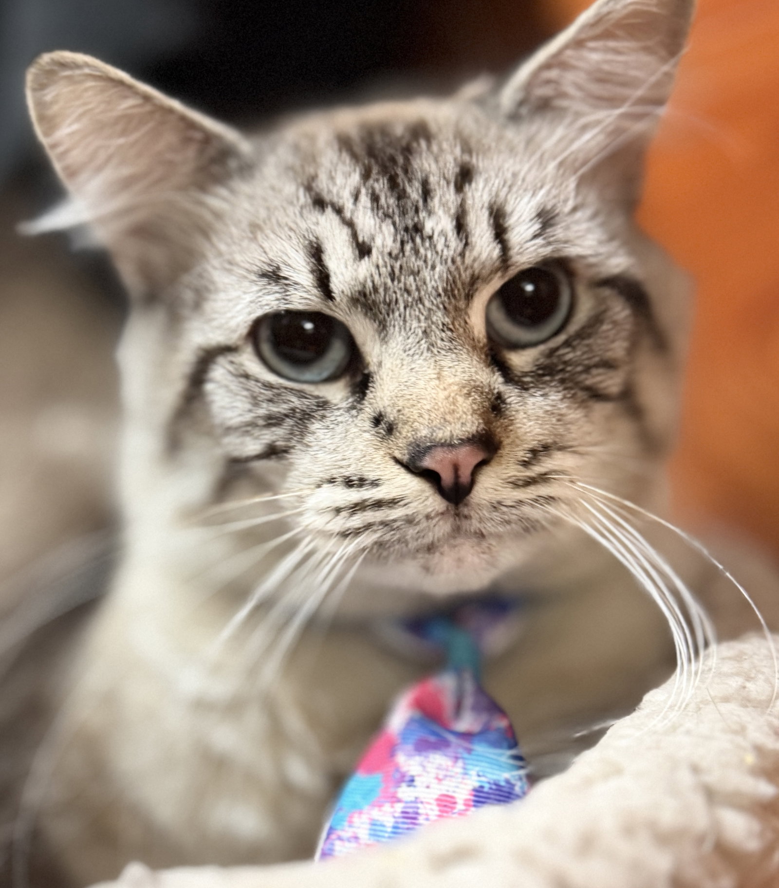 Catt Damon