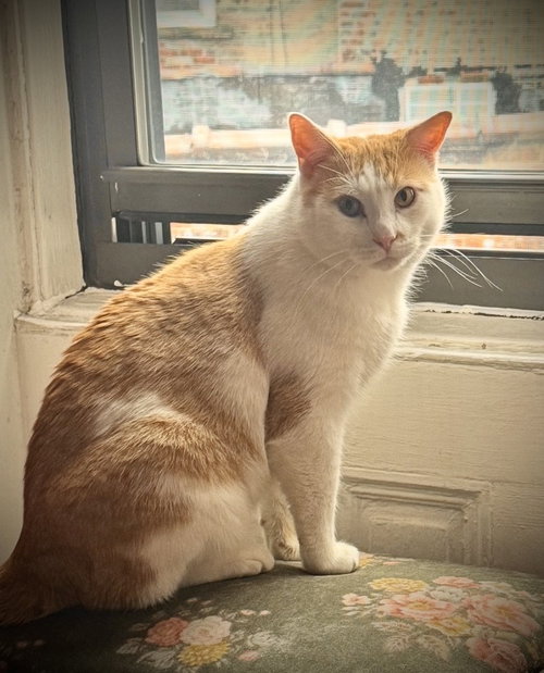 EGBERT - Domestic Short Hair available for adoption