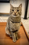 Tiny Tabby Sonia - Photo 2