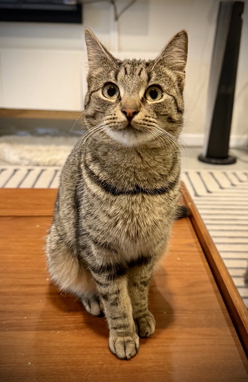 TINY TABBY SONIA - Domestic Short Hair available for adoption