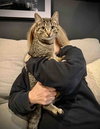 Tiny Tabby Sonia - Photo 3