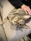 Tiny Tabby Sonia - Photo 1