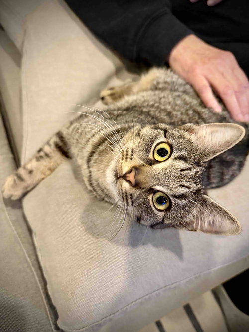 TINY TABBY SONIA - Domestic Short Hair available for adoption