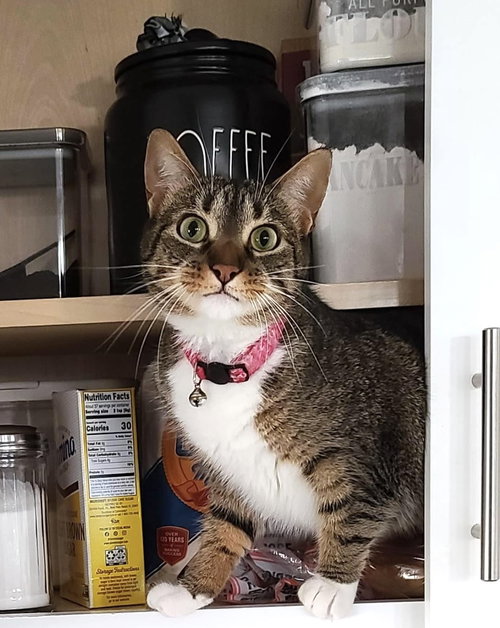 HARLEY AND CHLOE - Domestic Short Hair available for adoption