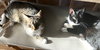 Harley and Chloe - Photo 1
