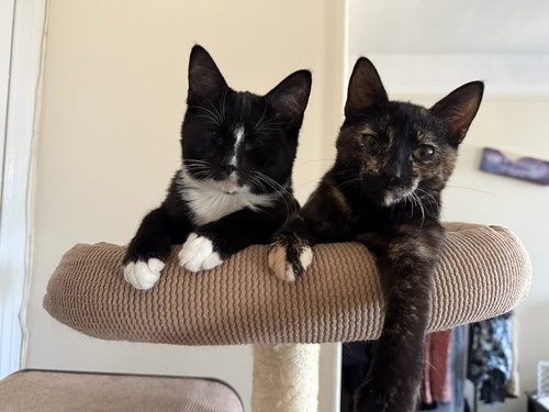 Birdie and Becca, Baby Domestic Short Hair (short coat), cat for adoption in Clifton, New Jersey