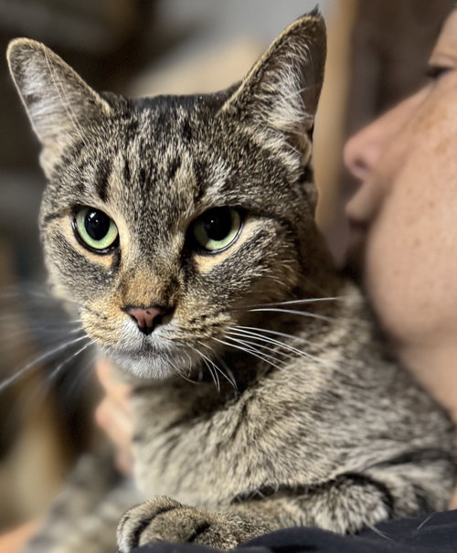 BEATTRIX KITTO - Domestic Short Hair available for adoption