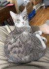 Oscar - Photo 4
