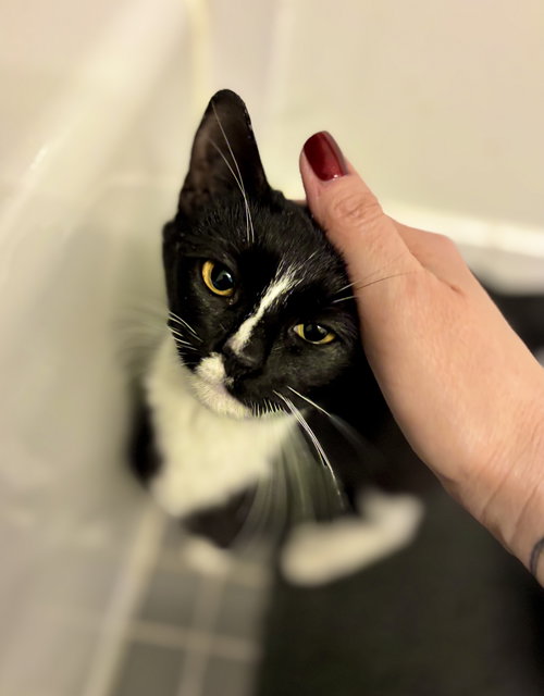animal-image