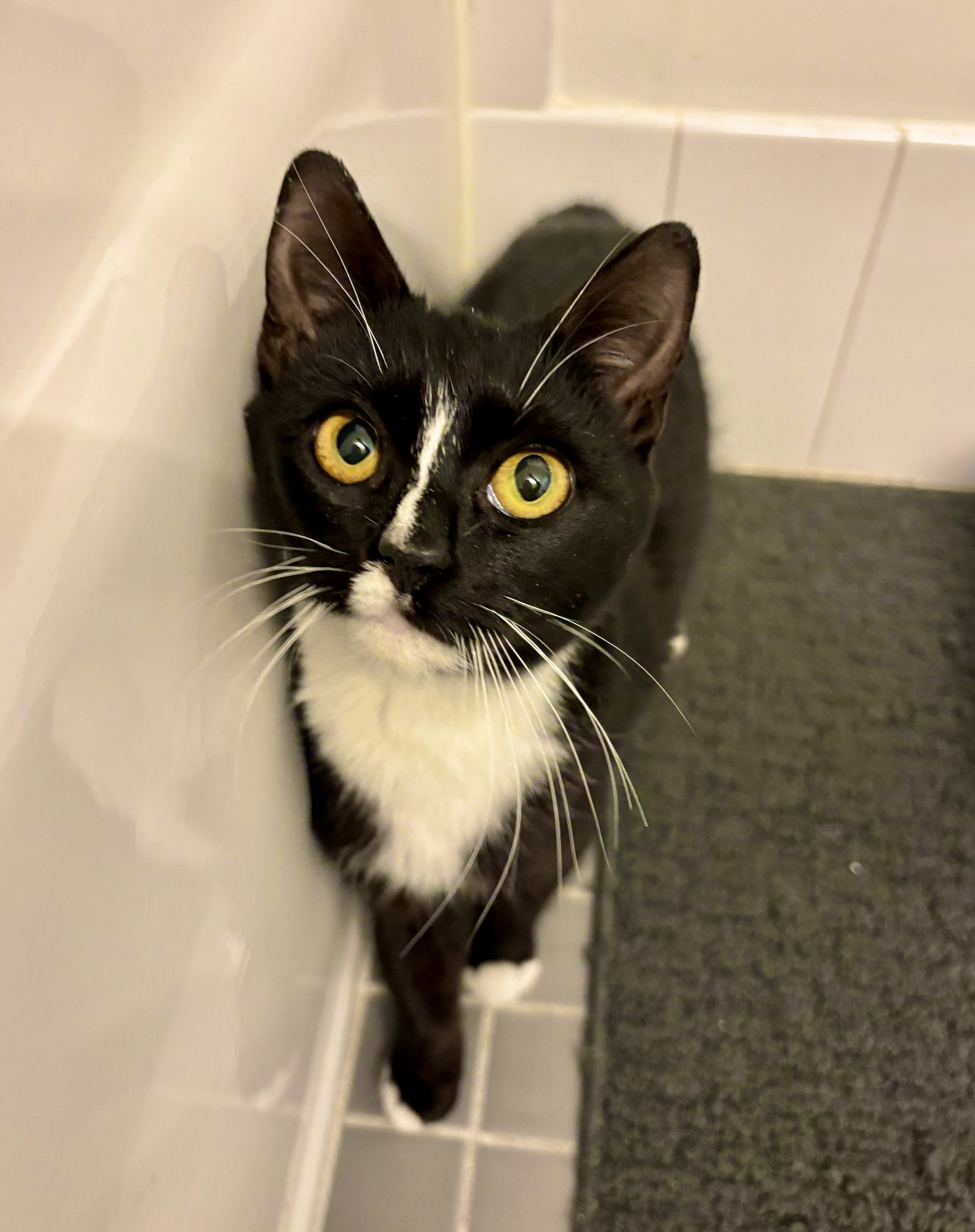 Miss Tibbles Image