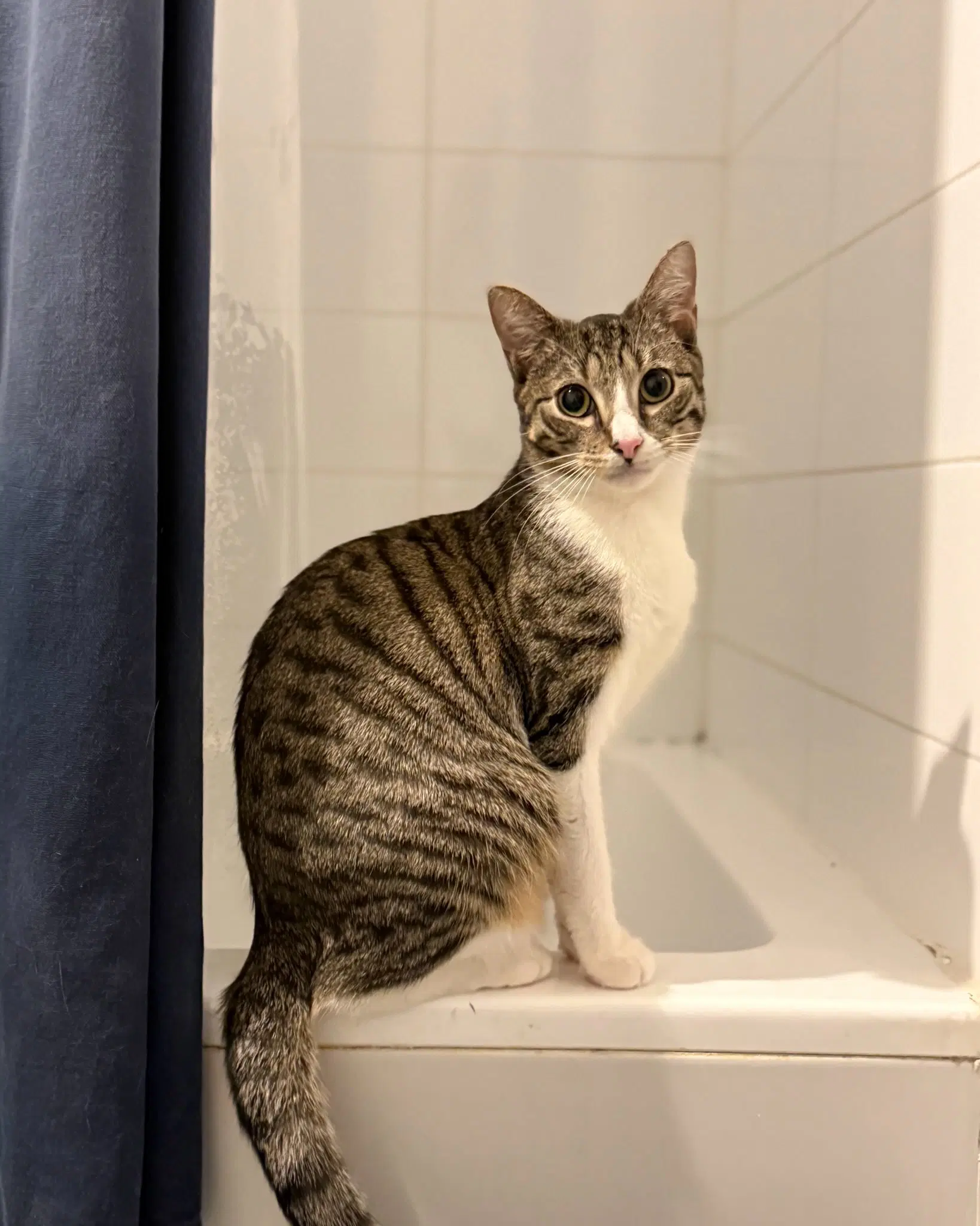 Frederick - Domestic Short Hair