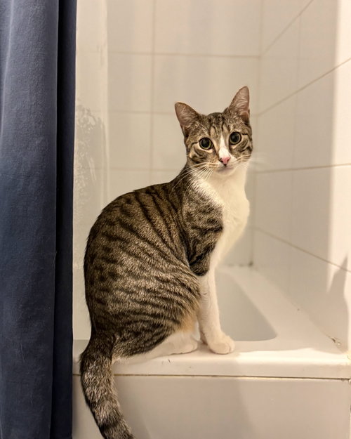 Frederick, Baby Domestic Short Hair (short coat), cat for adoption in Clifton, New Jersey