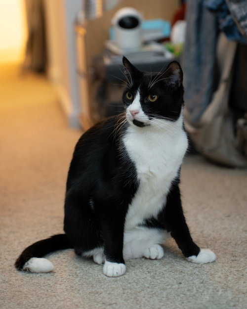 Muffin, Young Domestic Short Hair (short coat), cat for adoption in Clifton, New Jersey