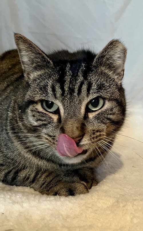 Pillsbury, Adult Domestic Short Hair (short coat), cat for adoption in Clifton, New Jersey